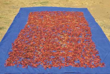 DRYING OF AGRICULTURE 70 / 90 GSM