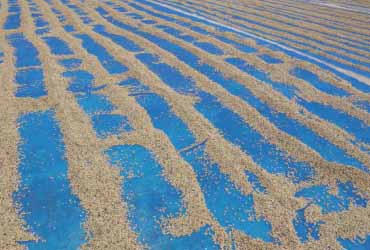 DRYING OF AGRICULTURE 70 / 90 GSM
