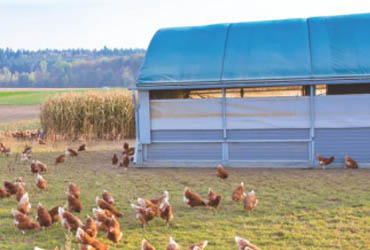 POULTRY CURTAINS 70 / 90 GSM