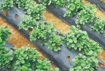 Agro Products