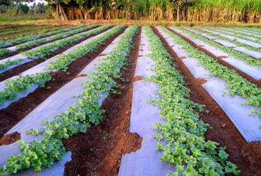 Mulching Films