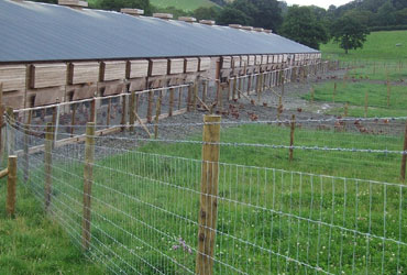 Poultry Net