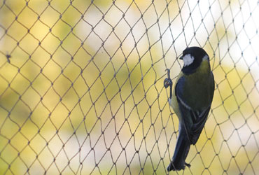 Anti - Bird Net