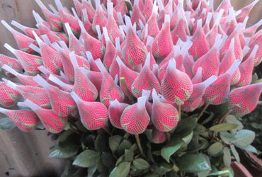 Rose Bud Net