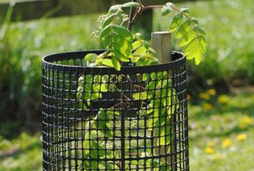 Sapling Protector