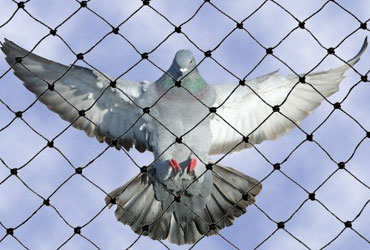 Pigeon Net